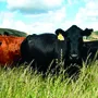 grown local cow_thumbnail