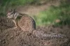 ground squirrel