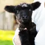 lamb thumbnail