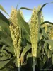 sorghum