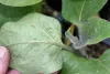 Aphid Management on Eggplant