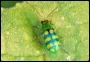 Cucumber beetle