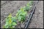 Raspberry_Irrigation_Final