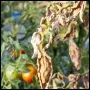 Fusarium_Tomato
