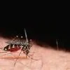 Close-up of an Asian Tiger Mosquito on human skin, showing its black body with white stripes against a dark background.
