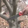 Winter Fruit Tree Pruning - Steve Munzel