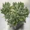 Aeonium-ballerina-MG-Liz-Calhoon