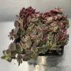 Crassula-pellucida-variegata-MG-Liz-Calhoon