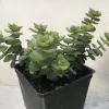 Crassula-perforata-MG-Liz-Calhoon