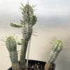Euphorbia-mammularis-MG-Liz-Calhoon