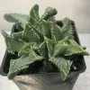 Faucaria-tigrina-tiger-jaws-MG-Liz-Calhoon