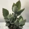 Kalanchoe-beharensis-MG-Liz-Calhoon