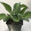 Kalanchoe-daigremontiana-MG-Liz-Calhoon