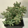 Sedum-pachyphyllum-MG-Liz-Calhoon