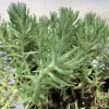 Sedum-reflexum-blue-spruce-MG-Judy-Hecht