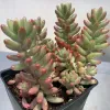 Sedum-rubrotinctum-aurora-MG-Judy-Hecht