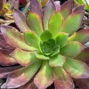 Aeonium-arboreum-atropurpureum-MG-Judy-Hecht