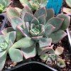 Aeonium-haworthii-MG-Judy-Hecht