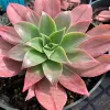 Aeonium-leucoblepharum-MG-Judy-Hecht