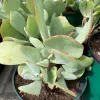 Cotyledon-orbiculata-MG-Judy-Hecht