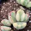 Cotyledon-tomentosa-MG-Judy-Hecht
