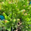 Crassula-ovata-gollum-MG-Judy-Hecht