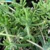 Delosperma-MG-Judy-Hecht