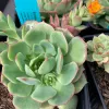 Echeveria-dondo-MG-Judy-Hecht