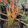 Euphorbia-tirucalli-sticks-on-fire-MG-Judy-Hecht