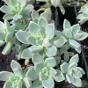 Graptopetalum-paraguayense-MG-Judy-Hecht
