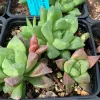 Haworthia-cooperi-MG-Judy-Hecht