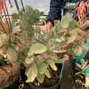Kalanchoe-fedtschenkoi-MG-Judy-Hecht