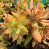 Sedum-nussbaumeranum-MG-Judy-Hecht
