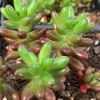 Sedum-rubrotinctum-MG-Judy-Hecht