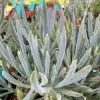 Senecio-mandraliscae-MG-Judy-Hecht