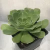 A single shoot of Aeonium canariense growing in a small plastic pot