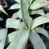 Agave parryi plant with spiky, light green leaves arranged in a rosette