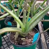 A close-up of aloe vera plants in black pots, showing green, serrated leaves and blue identification tags.