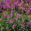 A view of Calandrinia spectabilis plants with bright purple blooms on stalks, growing in a garden