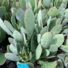 Close-up of Crassula 'Blue Bird' succulent with plump green leaves edged in red, clustered in a nursery setting.