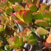 Close-up of a jade plant (Crassula ovata) with glossy green and reddish-brown leaves, showcasing thick, fleshy texture and visible gray-brown stems.