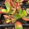 Close-up of a Crassula ovata succulent with thick, green leaves edged in red, growing in a dark plastic container.