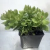Green leaves tinged with red edges of a Crassula red edge plant