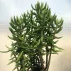Spiky green leaves growing on multiple stems of a Crassula tetragona plant