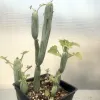 A potted Curio articulatus plant with elongated green stems and small light green leaves, set in a black pot with soil