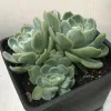 A square dark pot filled with Echeveria elegans pale green succulents, featuring varying leaf shapes and textures.