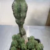 A tall Euphorbia anoplia with vertical ribs stands above a cluster of smaller round growths in a black pot.