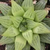 Top-down view of a Haworthia retusa succulent with pointed green leaves and light green stripes, set against dark soil.