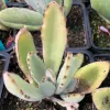 A close-up of a Kalanchoe "Chocolate Soldier" plant with light green leaves that have brownish-red spots, arranged in a rosette formation.