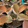A close-up of a Kalanchoe orgyalis plant, featuring broad, spoon-shaped leaves that transition from green to rust orange, in a black pot with soil.